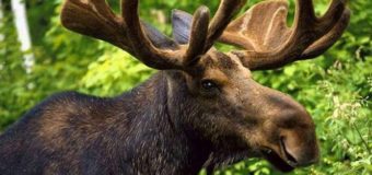 На Волині контрабандисти хотіли перетнути українсько-польський кордон з допомогою імітаторів копит лося