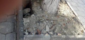 У центрі Луцька під дерева висипали будівельне сміття