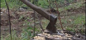 У лісі на Волині під час самовільної порубки дерев загинув чоловік