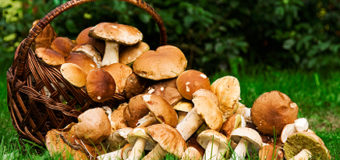 Отруєння грибами: симптоми, перша допомога, профілактика