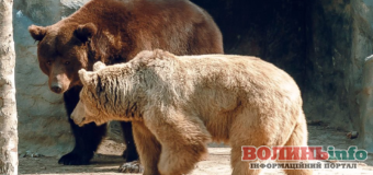 У Луцькому зоопарку прокинулись ведмеді(+ВІДЕО)