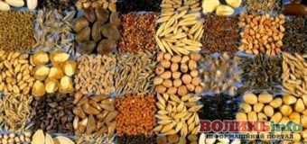 Як обрати якісне насіння?