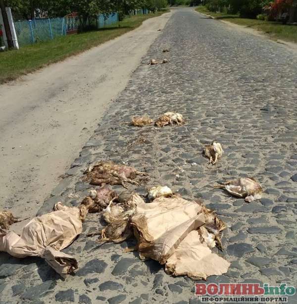 На Волині погубили здохлих курей