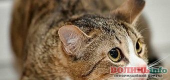Что делать, если ваша кошка отравилась?