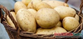 Картопля: урожай малий – ціна висока