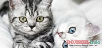 8 серпня – всесвітній день котів: вітайте улюбленців