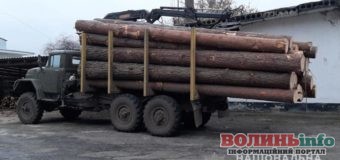 Крали ліс: поліцейські вилучили 200 м. куб. сумнівної лісодеревини
