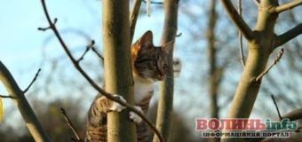 Погода в Україні на Василя: прогноз на 14 січня