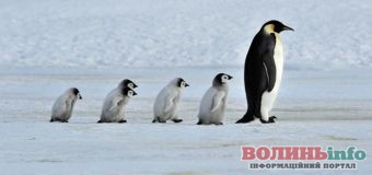 Всесвітній день пінгвінів 25 квітня: неймовірні факти