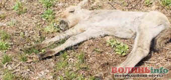 Червонокнижне лоша Пржевальського врятували від пожежі в Чорнобилі