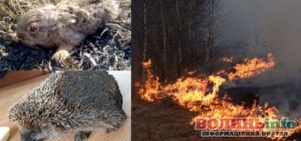 ДСНС закликає громадян не провокувати пожежі у природних екосистемах!