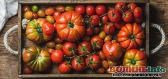 Саджаємо помідори: що покласти в лунку, щоб томати дали гарний врожай та не хворіли