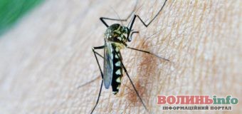 Комарі: як вберегтися від їх комарів вдома та на природі