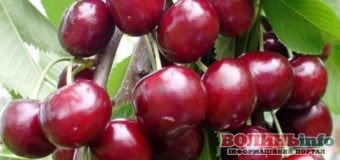 Как посадить и выростить здоровую черешню