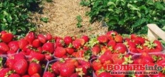 Через високі ціни на ягоди у Польщі вночі крадуть полуниці