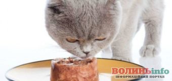Почему кошек не стоит кормить собачьими консервами?