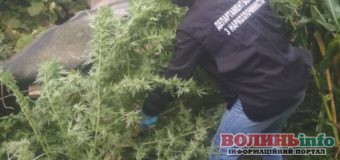 Пів кілограма наркотиків сушив у своєму гаражі волинянин