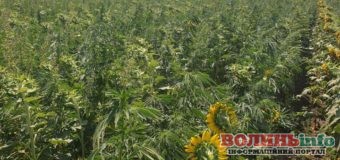 Операція «Мак-2020»: поліцейські ліквідували майже 300 гектарів незаконних посівів нарковмісних рослин