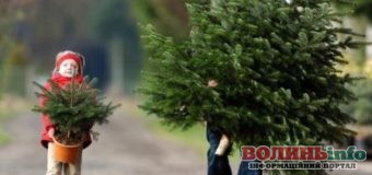 “Правильна ялинка” – поліцейські дали рекомендації як і де придбати новорічне деревце