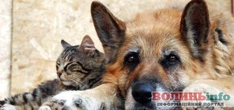 ПриватБанк відкрив новий напрямок благодійності – допомогу безпритульним тваринам