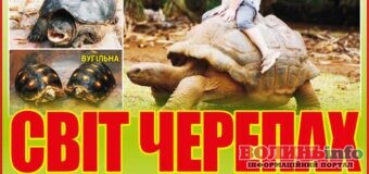 До Луцька з’їхалися черепахи зі всього світу
