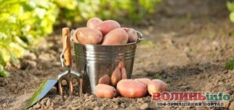 Садимо картоплю: які дні у 2021 році сприятливі за місячним календарем