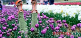 Квітковий фестиваль «Волинська Голландія» у 2021 році відбудеться