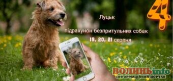 Шукають волонтерів зі смартфонами: у Луцьку проводитимуть підрахунок чисельності безпритульних собак