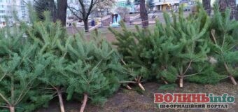 До Нового року 44 дні: у Луцьку визначено місця продажу хвойних дерев до Новорічних та Різдвяних свят
