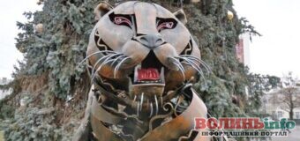 300-кілограмовий тигр оселився у центрі Луцька біля міських ялинок