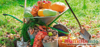 Календар садівника-городника на серпень 2022 року підкаже, чим зайнятися крім копання картоплі