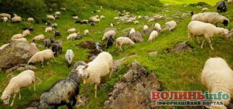 На Закарпатті з’являться вівці з Казахстану