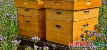 Як вибрати вулик – магазин бджільництва ULEY