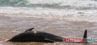 Внаслідок війни в Україні загинули тисячі дельфінів