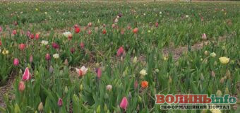 Тюльпанове поле “Волинської Голландії” цього року відкриють для гостей не зважаючи на підтоплення значної частини квітів