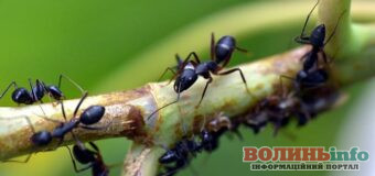 Мурахи у саду: як боротися з нашестям мурашок домашніми засобами