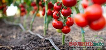 Як посадити помідори, щоб вони рясно плодоносили?