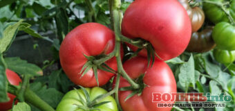 Помідори на городі: Коли потрібно очищати листя помідорів навколо плодів? Чи завжди це потрібно?
