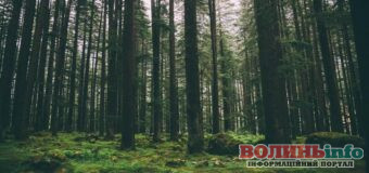 Як убезпечили своє життя та здоров’я у прикордонних лісах Волині: Відео від військових