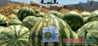 На Одещині обіцяють, що їхніх кавунів вистачить на всіх українців