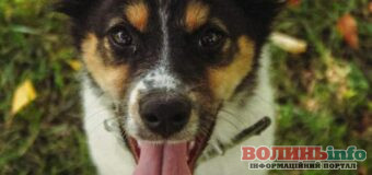 У Луцьку розшукують супроводжуючі для тварин