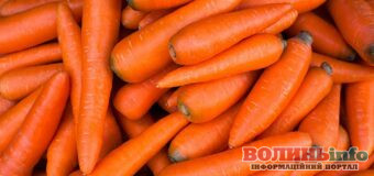 Як правильно прибрати та зберігати моркву: секрети доброго врожаю