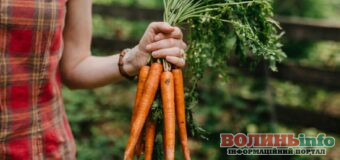 Коли збирати врожай моркви та як визначити її зрілість: Секрети доброго врожаю