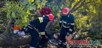 Негода в Україні: внаслідок падіння дерев загинули три людини