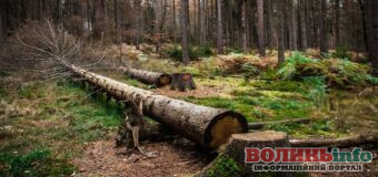 На Волині під час незаконної вирубки лісу загинув чоловік