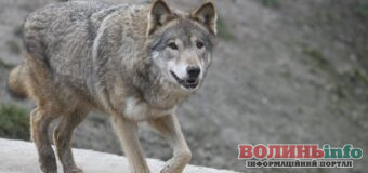 Люди бояться не лише за худобу та домашніх тварин, а й за власне життя: На Волині значно зросла кількість вовків