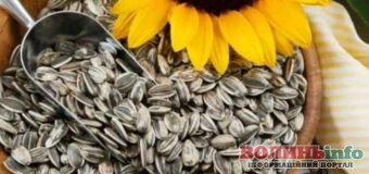 Чому не можна лускати соняшникове насіння зубами?
