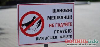 Волинь: міська влада Володимира закликає не годувати птахів на площі біля дошки пам’яті