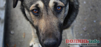 Шок! Водій бензовоза викинув собаку на АЗС у Ковелі та втік (відео)