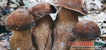 Місця на Волині, де зараз активно збирають білі гриби